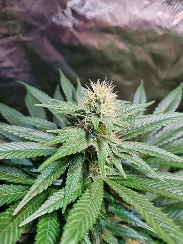 Growreport Bild 4