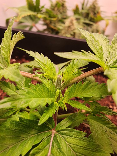 Growreport Bild 1