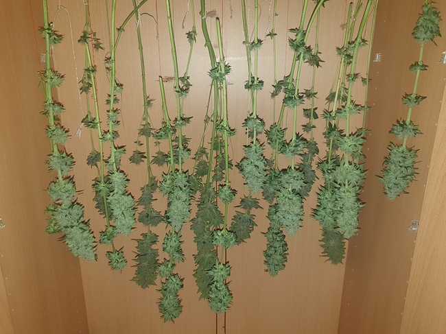 Growreport Bild 2