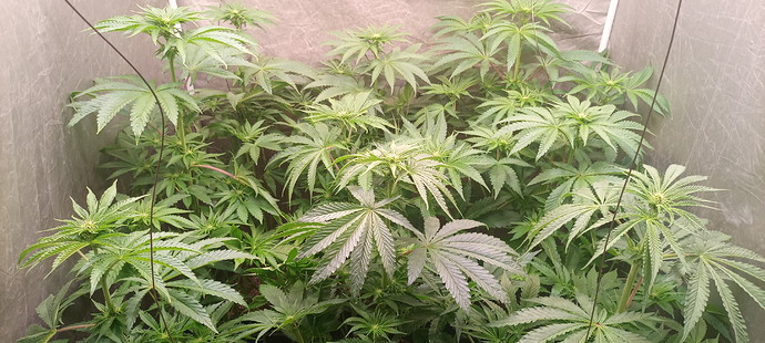 Growreport Bild 19
