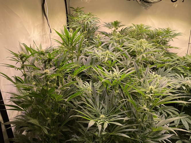 Growreport Bild 1