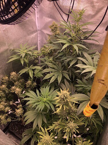 Growreport Bild 3