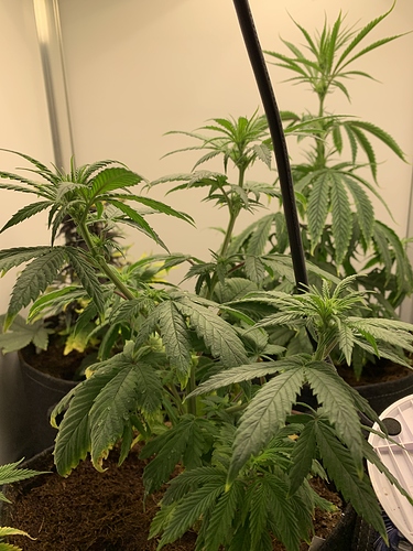 Growreport Bild 1