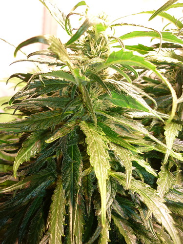 Growreport Bild 3