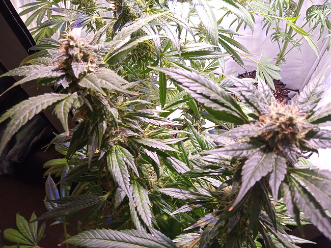 Growreport Bild 7