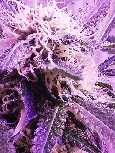 Growreport Bild 4