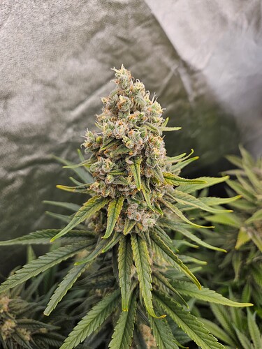 Growreport Bild 66