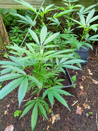 Growreport Bild 9