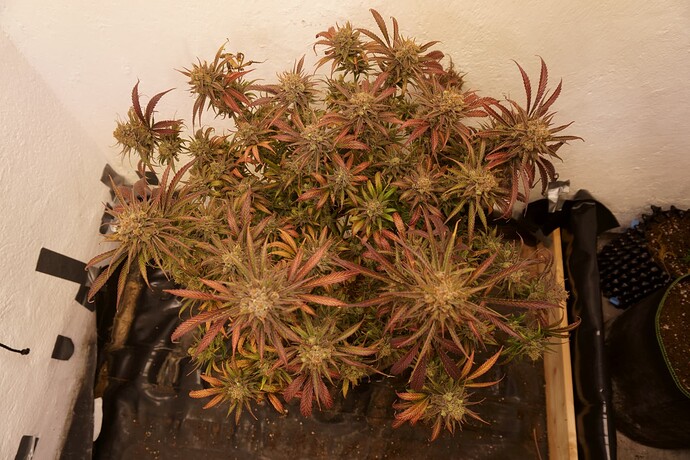 Growreport Bild 3