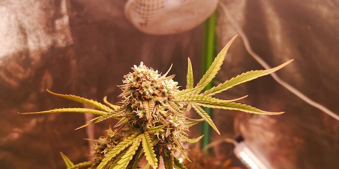 Growreport Bild 14
