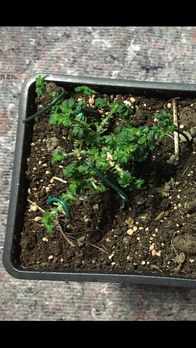 Growreport Bild 3