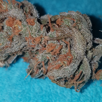 Growreport Bild 56