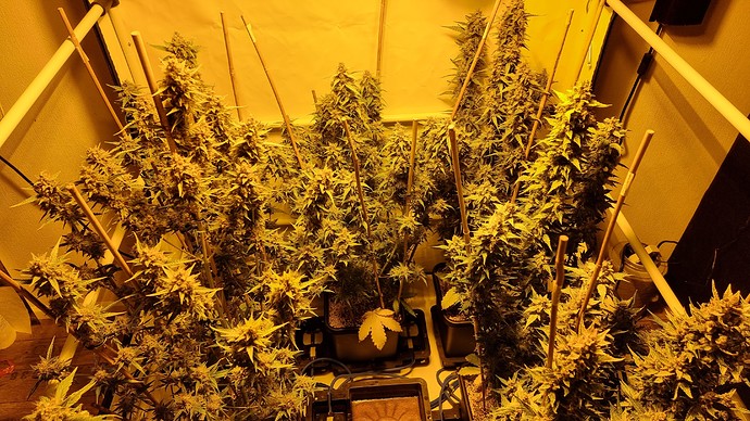 Growreport Bild 13
