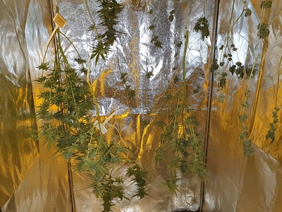 Growreport Bild 36
