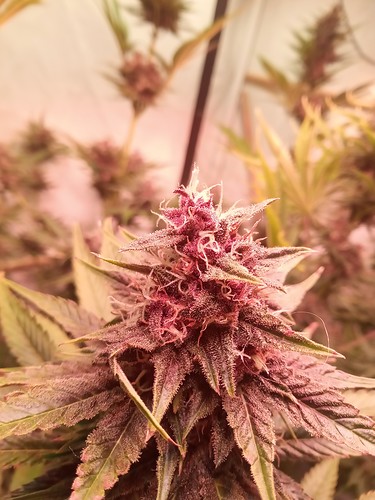 Growreport Bild 20