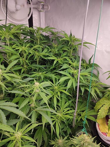 Growreport Bild 43