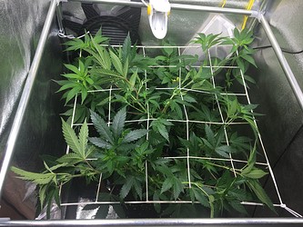 Growreport Bild 12