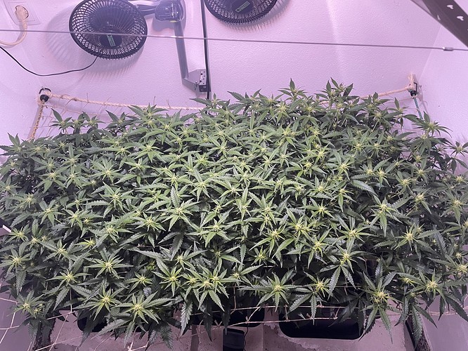 Growreport Bild 3