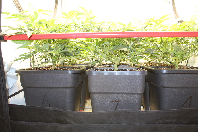 Growreport Bild 5