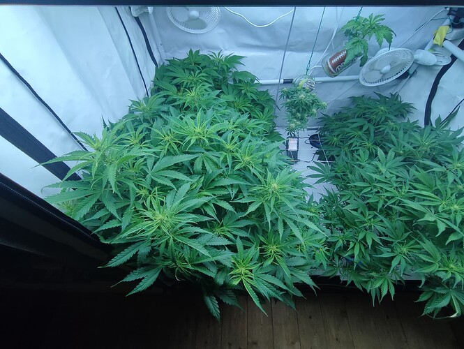 Growreport Bild 55