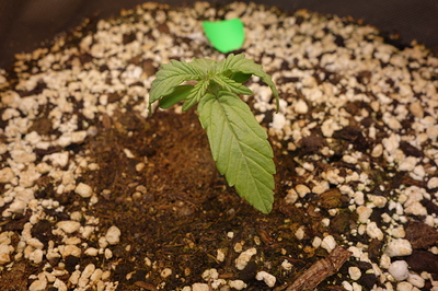Ein junger Cannabis-Keimling mit zwei Keimblättern und den ersten echten Blättern, der in einem Topf mit Erde und Perlit wächst.