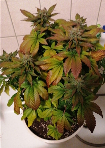 Growreport Bild 4