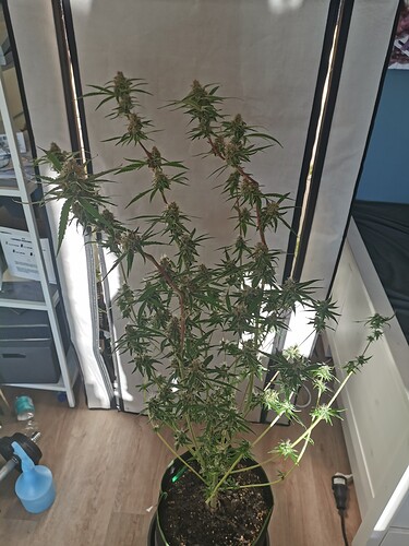 Growreport Bild 6