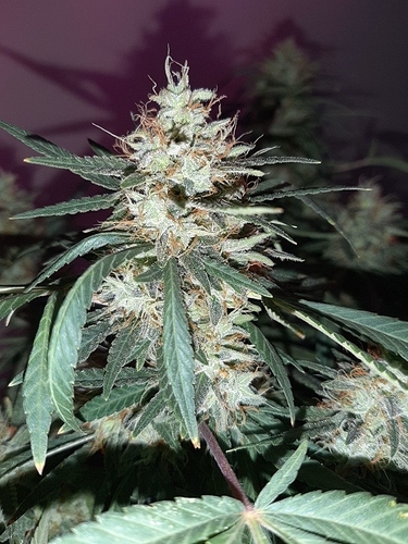 Growreport Bild 12