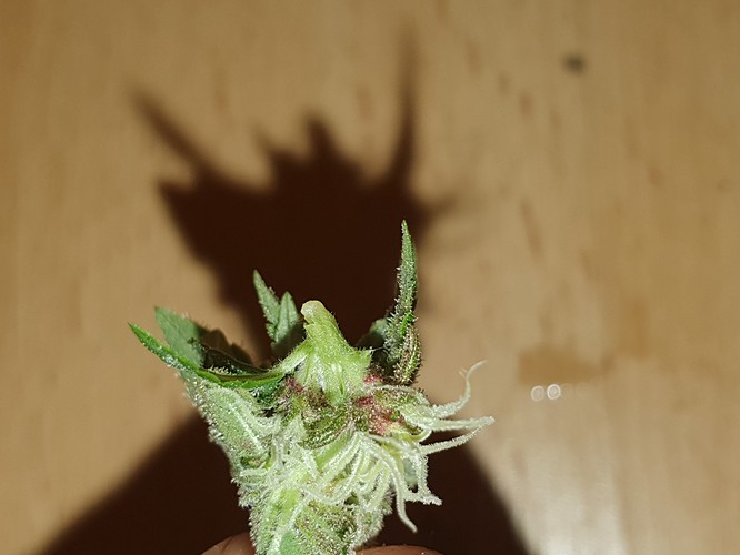 b (5)
