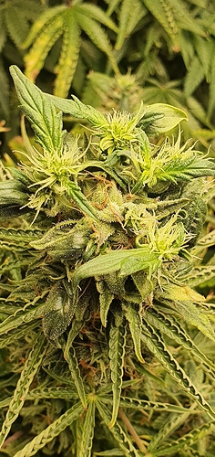 Growreport Bild 1