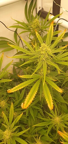 Growreport Bild 3