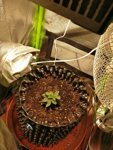 Growreport Bild 6