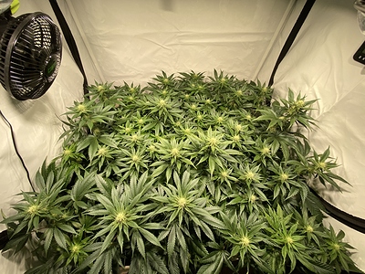 Growreport Bild 1