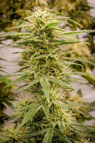 Growreport Bild 3