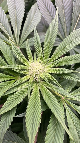 Growreport Bild 7