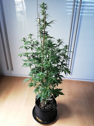 Growreport Bild 47