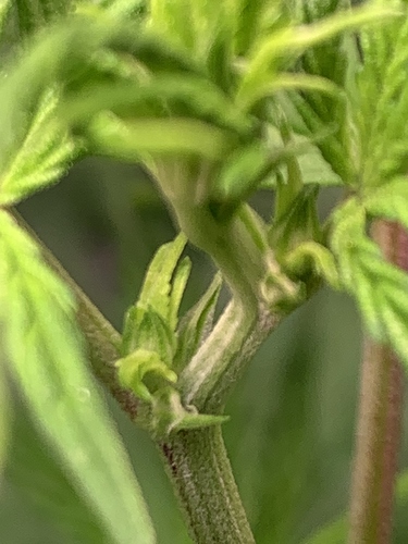 Growreport Bild 12