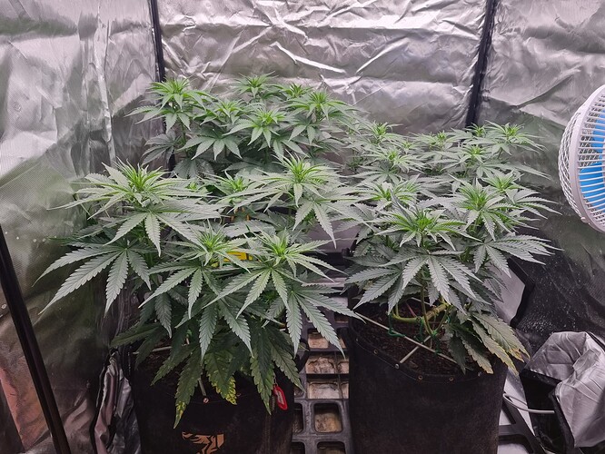 Growreport Bild 34