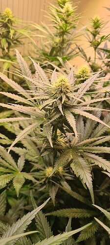 Growreport Bild 7