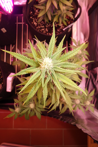 Growreport Bild 42