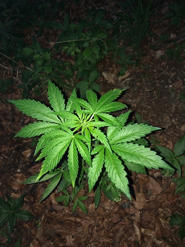 Growreport Bild 57