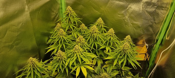 Growreport Bild 9