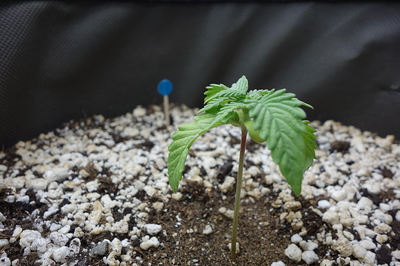 Ein junger Cannabis-Keimling mit zwei Sätzen Blätter steht in Erde mit Perlit. Ein kleiner blauer Marker ist im Hintergrund zu sehen.