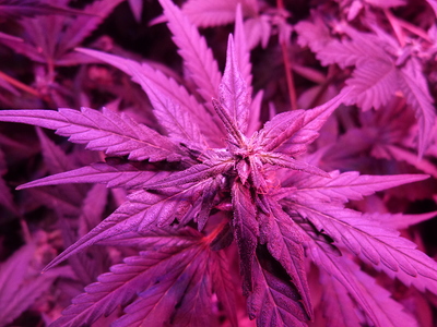 Growreport Bild 3