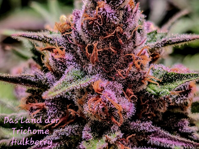 Growreport Bild 16