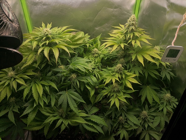 Growreport Bild 2