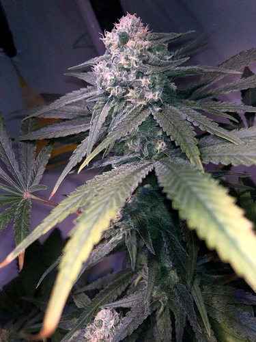 Growreport Bild 6