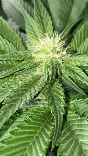 Growreport Bild 20