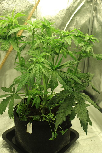 whitegorilla