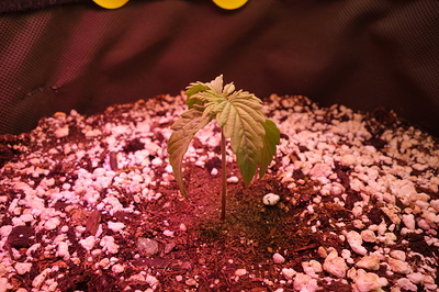 Ein junger Cannabis-Keimling in einem Topf mit Erde und Perlit, beleuchtet von rotem und blauem Licht.